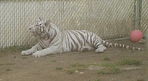 Pepper the white tiger